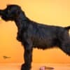 Giant Black Schnauzer puppies photo 11