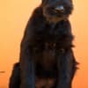 Giant Black Schnauzer puppies photo 12