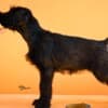 Giant Black Schnauzer puppies photo 13