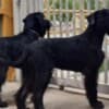 Giant Black Schnauzer puppies photo 14