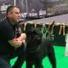 Giant Black Schnauzer puppies photo 16