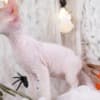 Latte - Don Sphynx Kitten photo 1
