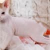 Latte - Don Sphynx Kitten photo 2