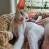 Latte - Don Sphynx Kitten photo 3