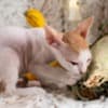 Latte - Don Sphynx Kitten photo 4