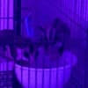 sugar gliders photo 1