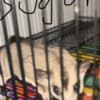 sugar gliders photo 2