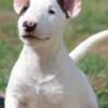 Mini Bull Terrier Puppies photo 1