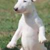 Mini Bull Terrier Puppies photo 2