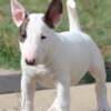 Mini Bull Terrier Puppies photo 3