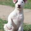 Mini Bull Terrier Puppies photo 4