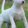 Mini Bull Terrier Puppies photo 9