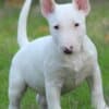 Mini Bull Terrier Puppies photo 10