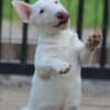 Mini Bull Terrier Puppies photo 11