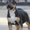 Mini Bull Terrier Puppies photo 13