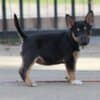 Mini Bull Terrier Puppies photo 14