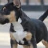 Mini Bull Terrier Puppies photo 15