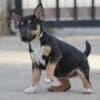 Mini Bull Terrier Puppies photo 16