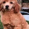 Poodle puppy photo 1