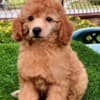 Poodle puppy photo 2