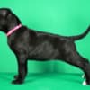 Cane Corso puppies for sale photo 1