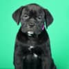 Cane Corso puppies for sale photo 2