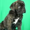 Cane Corso puppies for sale photo 3
