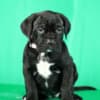 Cane Corso puppies for sale photo 4