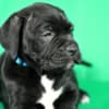Cane Corso puppies for sale photo 6