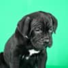 Cane Corso puppies for sale photo 7