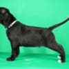Cane Corso puppies for sale photo 8