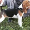 Beagle female for sale photo 1