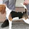 Beagle female for sale photo 2