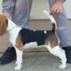 Beagle female for sale photo 3