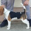 Beagle female for sale photo 4