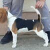 Beagle female for sale photo 5