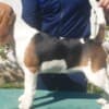 Beagle female for sale photo 6