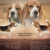 Beagle female for sale photo 7