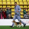Beagle female for sale photo 10