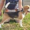 Beagle female for sale photo 11