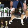 Beagle female for sale photo 12