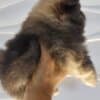 Pomeranian Spitz male puppy photo 3