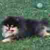Pomeranian Spitz male puppy photo 6