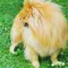 Pomeranian Spitz male puppy photo 7