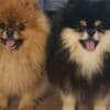 Pomeranian Spitz male puppy photo 9