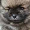 Pomeranian Spitz male puppy photo 10