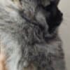 Pomeranian Spitz male puppy photo 13