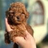 Toy and mini poodle   puppies photo 1