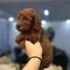 Toy and mini poodle   puppies photo 2