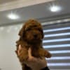 Toy and mini poodle   puppies photo 4